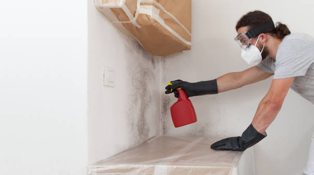 Professional Black Mold Remediation technician working in Earleville, MD